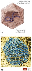 Structure of a virion showing capsid and nucleic acid