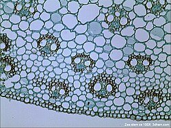 Brightfield image of plant tissue
