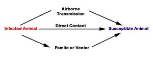 Diagram of transmission routes