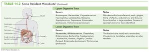 Resident microbiota of the digestive tract