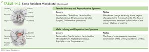 Resident microbiota of the urinary and reproductive systems