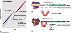 Enzyme repression and expression of the arg operon
