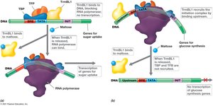 Activation by TrmBL1 in Pyrococcus furiosus