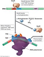 Repression of nitrogen metabolism genes by NrpR