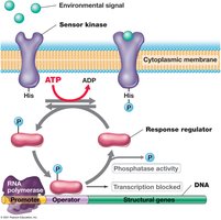 Two-component regulatory system mechanism