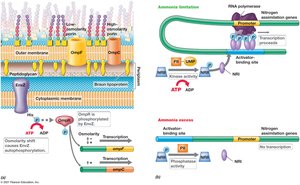 Regulation of nitrogen assimilation proteins in E. coli