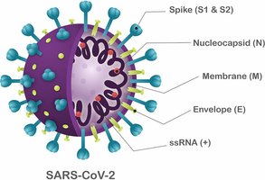 SARS-CoV-2 structure