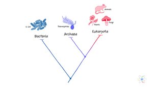 Three-domain system: Bacteria, Archaea, Eukaryota