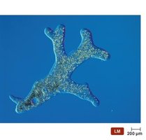 Amoeba with pseudopods