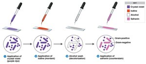 Gram staining procedure