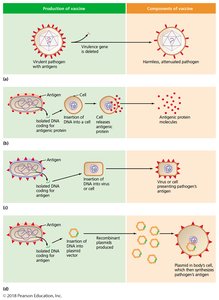 Diagram of recombinant DNA technology for vaccine production