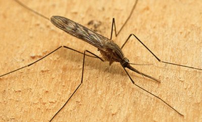 Anopheles mosquito, vector of malaria