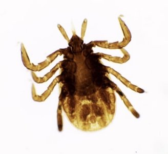 Ixodes tick, vector of Lyme disease
