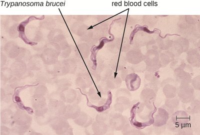 Trypanosoma brucei among red blood cells