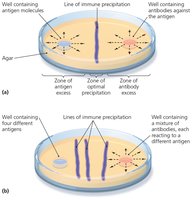 Immunodiffusion precipitation test