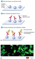 Indirect fluorescent antibody test