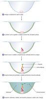 ELISA test steps