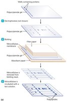Immunoblot (western blot) steps