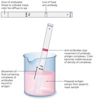 Immunochromatography rapid test