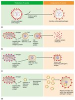 Production and combination of vaccines using recombinant technology