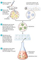 Hybridoma production for monoclonal antibodies