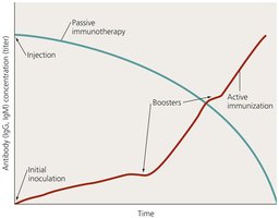 Comparison of active immunization and passive immunotherapy over time