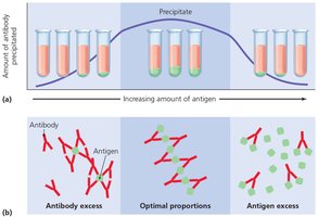 Precipitation test: optimal proportions of antigen and antibody