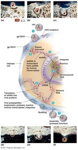 The replication cycle of HIV