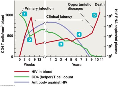 The course of AIDS