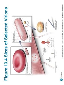 Sizes of selected virions compared to cells