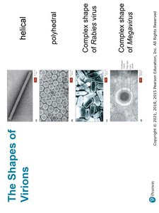 Complex shape of Bacteriophage T4