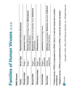 Lytic replication cycle in bacteriophages