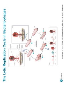 Bacteriophage Lambda