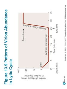Lysogenic replication cycle in bacteriophages