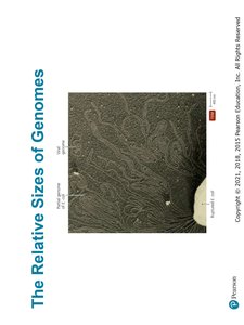 Relative sizes of genomes