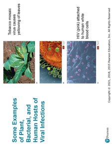 Examples of plant, bacterial, and human viral infections