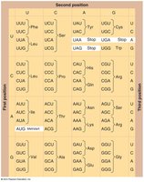 The genetic code table