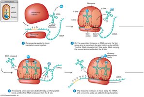 Translation process: initiation
