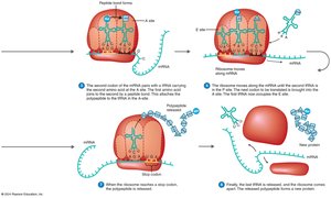 Translation process: elongation