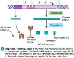 Lac operon: repressor inactive, operon on