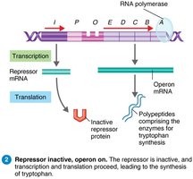 Trp operon: repressor inactive, operon on