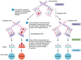 Base substitutions and their effects