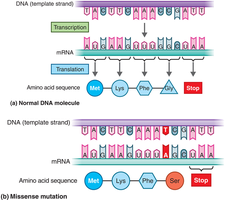 Missense mutation example