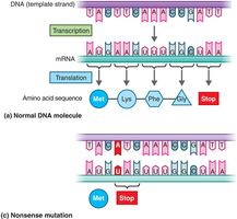 Nonsense mutation example