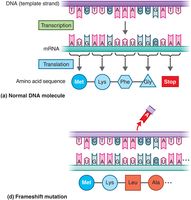 Frameshift mutation example