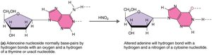Chemical mutagen: nitrous acid