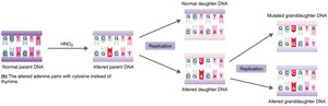 Effect of nitrous acid on DNA replication