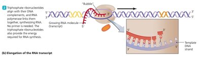 Elongation of the RNA transcript