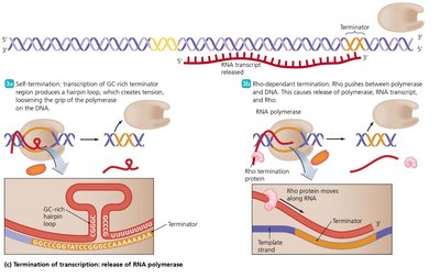 Termination of transcription: release of RNA polymerase