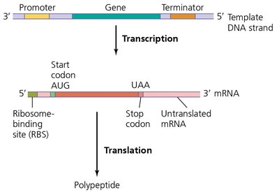Prokaryotic mRNA structure